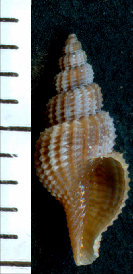 Raphitoma philberti